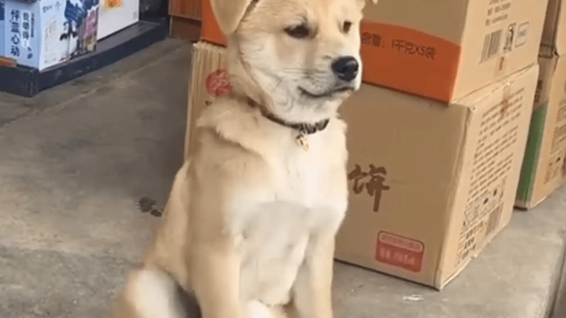 Falling asleep Dog falls over meme