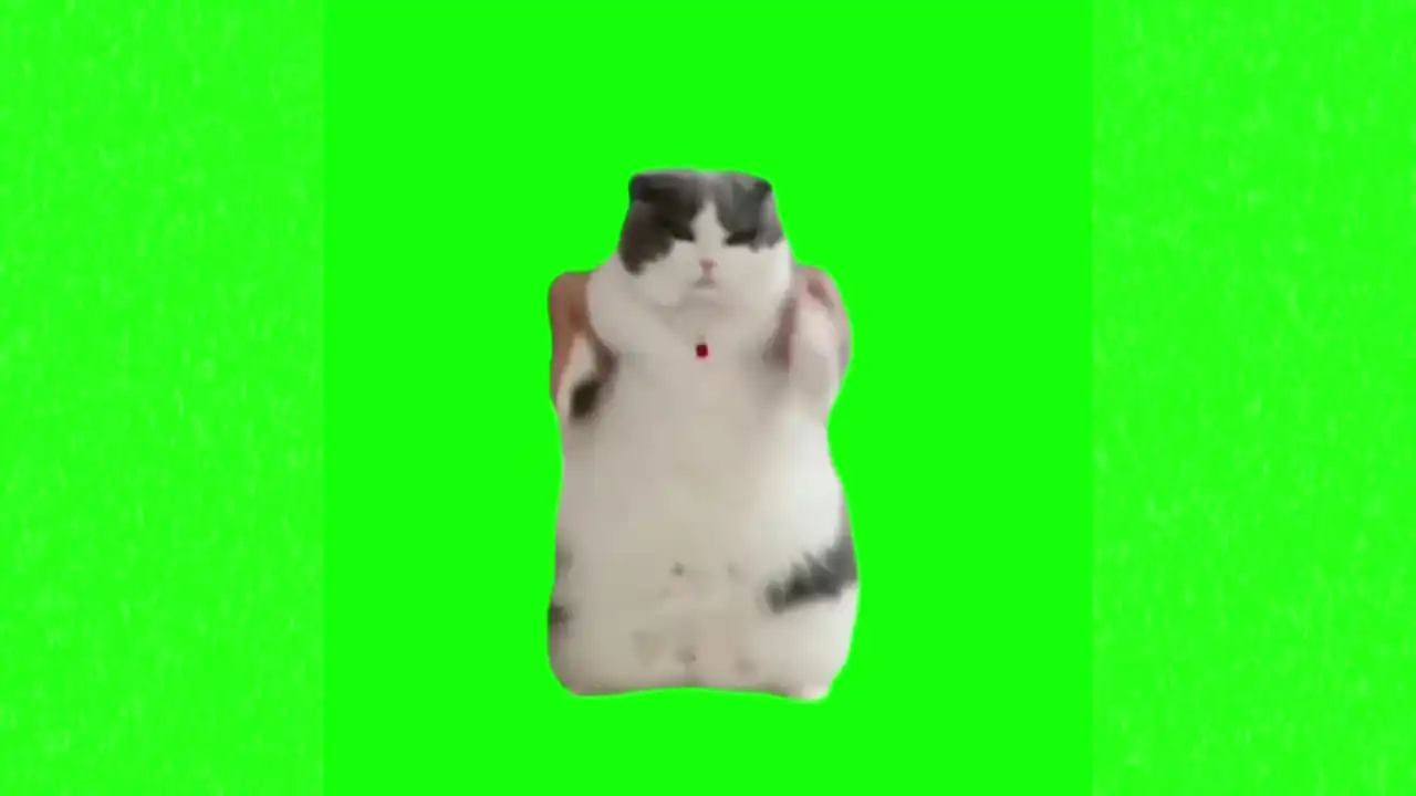 Fat cat silly dance green screen