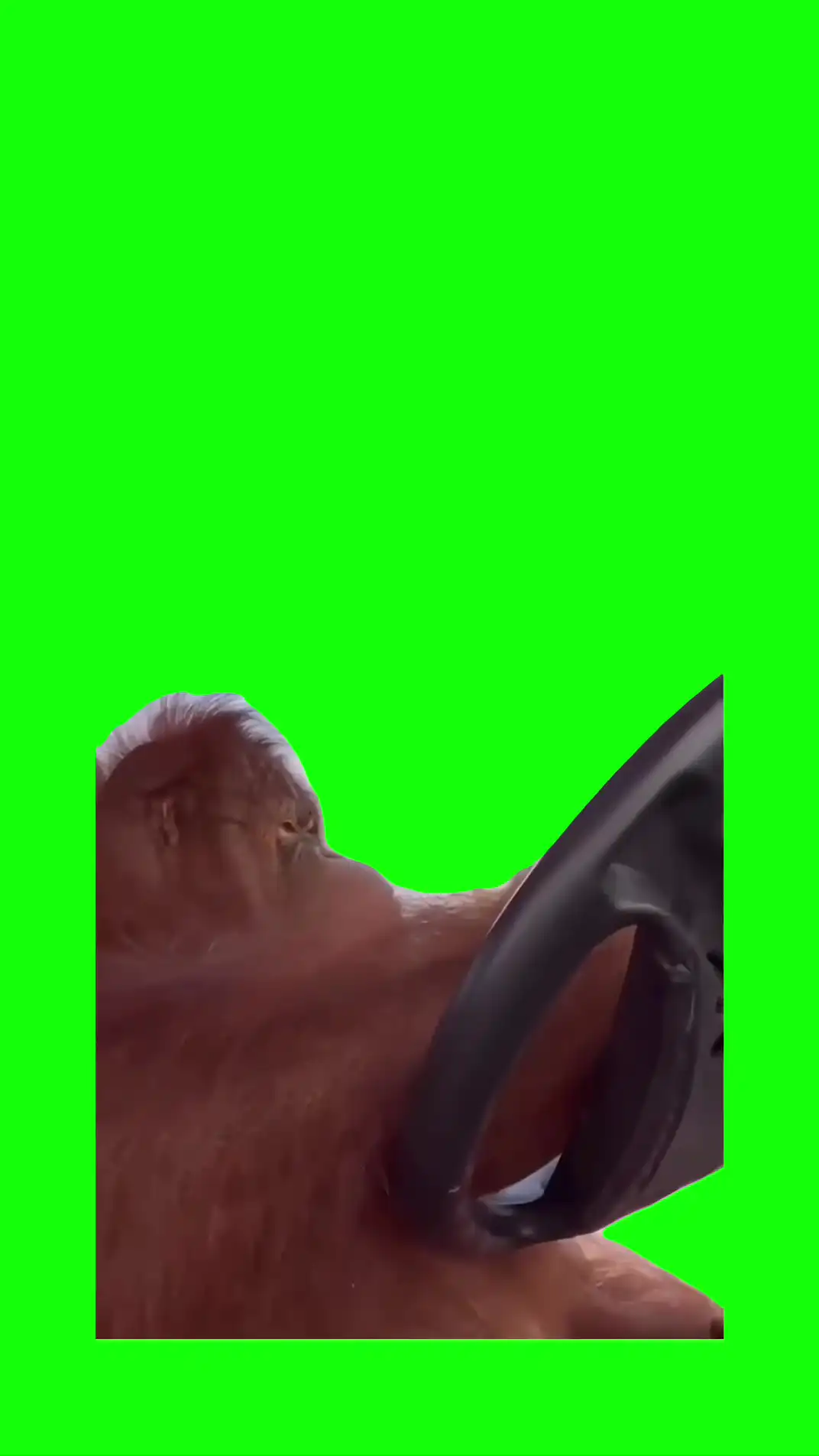 Fetty Wap JBL money Driving Meme Green Screen