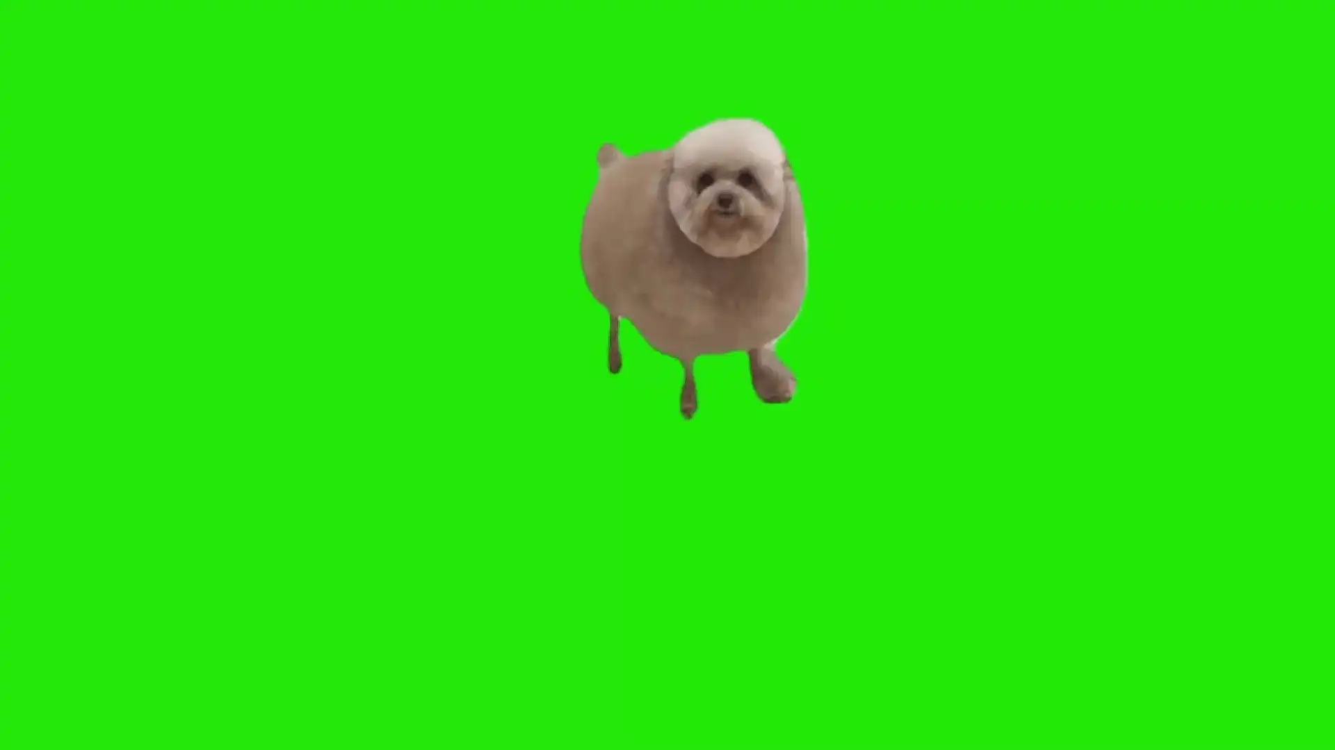 Fluffy Puppy Meme Green Screen