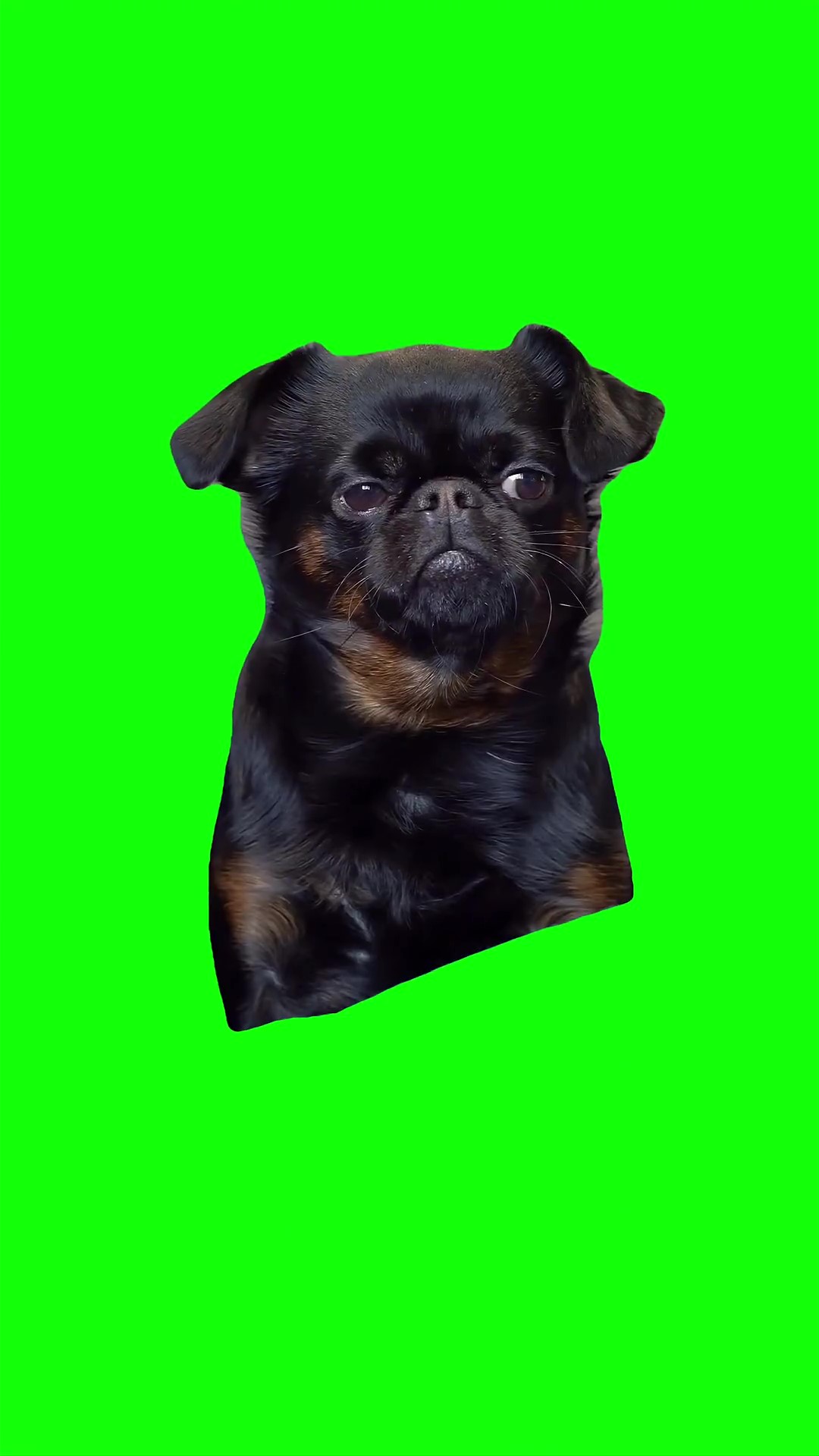 Focused Dog Green Screen Meme