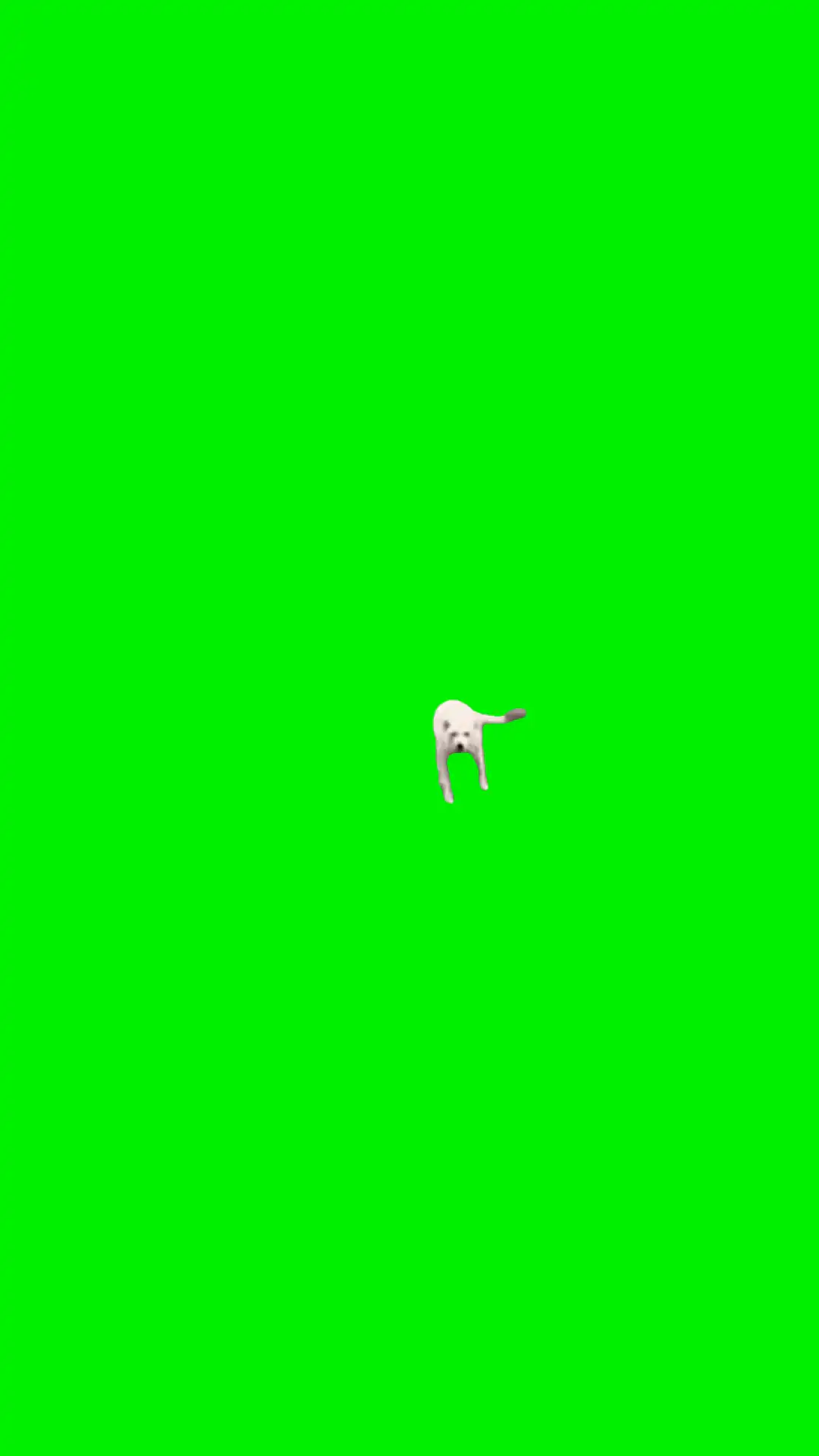 Funny dog walking meme green screen