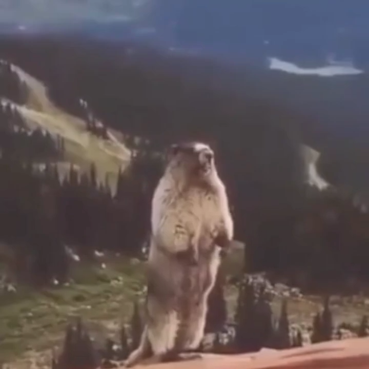 Funny Instagram Meme Video