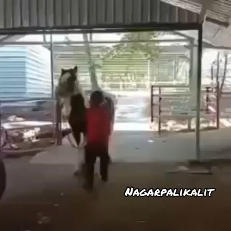 Funny Videos | Comedy Video | Meme Video