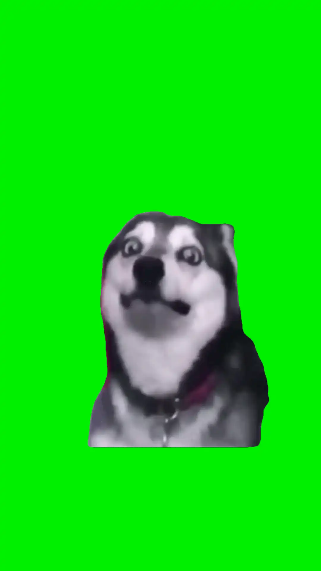 Gaging dog meme green screen