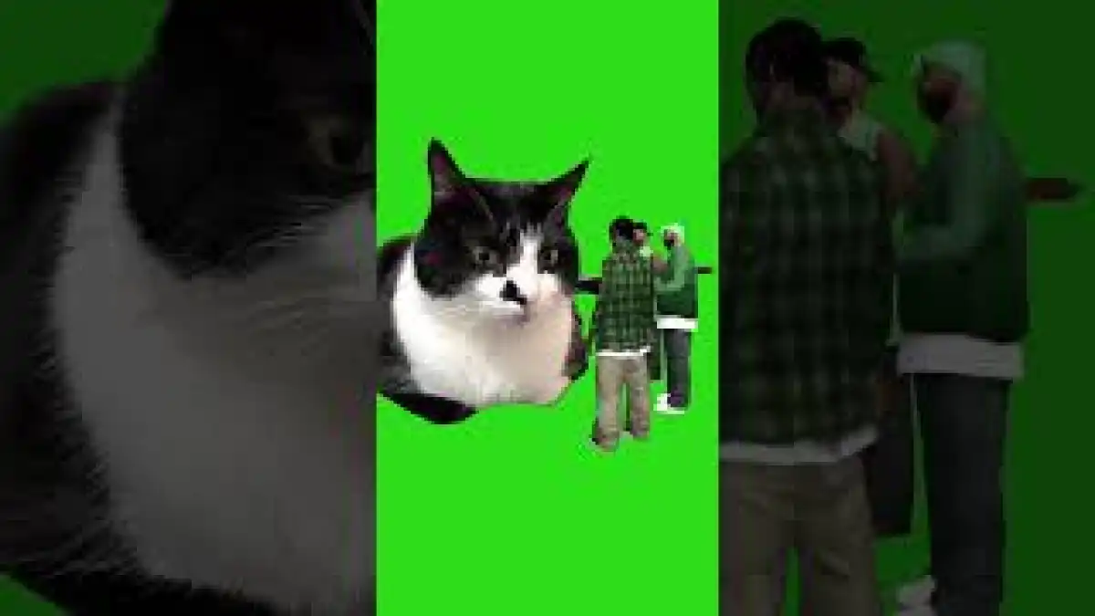 gang cat green screen