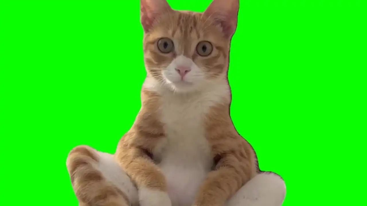 Ginger Cat sitting meme green screen