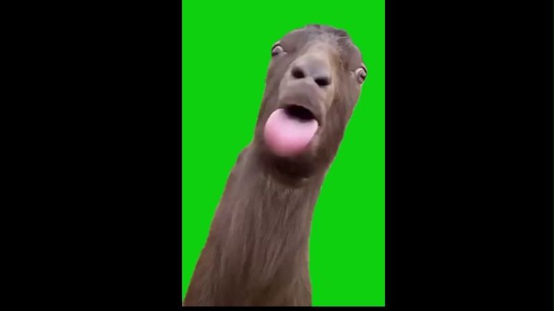 Goat Babbling Blur Blur Blur Green Screen Meme Video