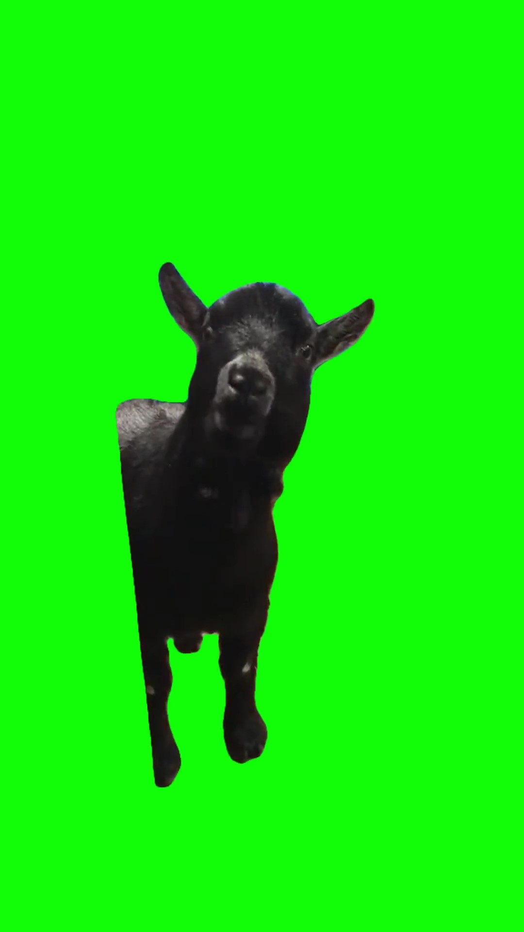 Goat chewing Green Screen Meme
