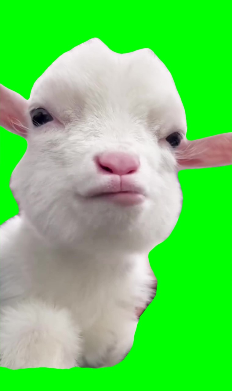 Goat chewing Meme Green Screen