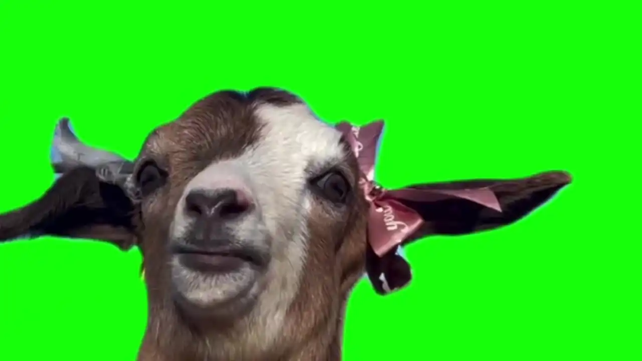 Goat talking meme green screen