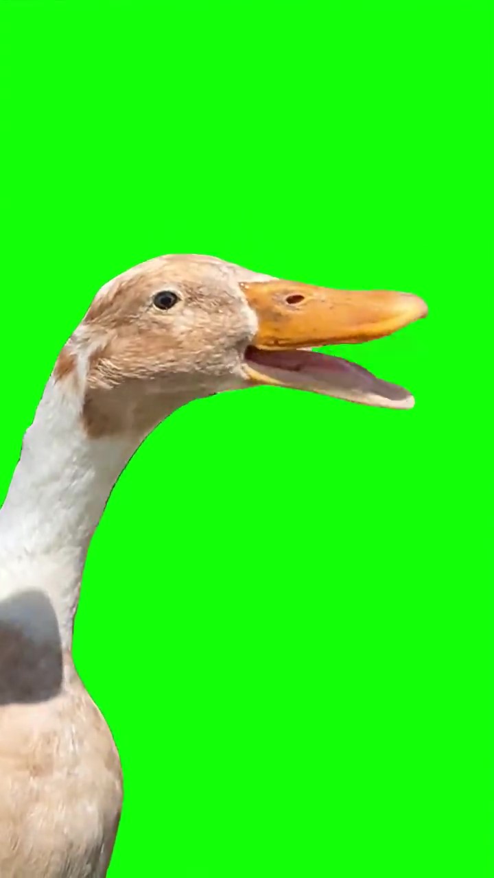 Goose rapping to busta rhymes Meme Green Screen