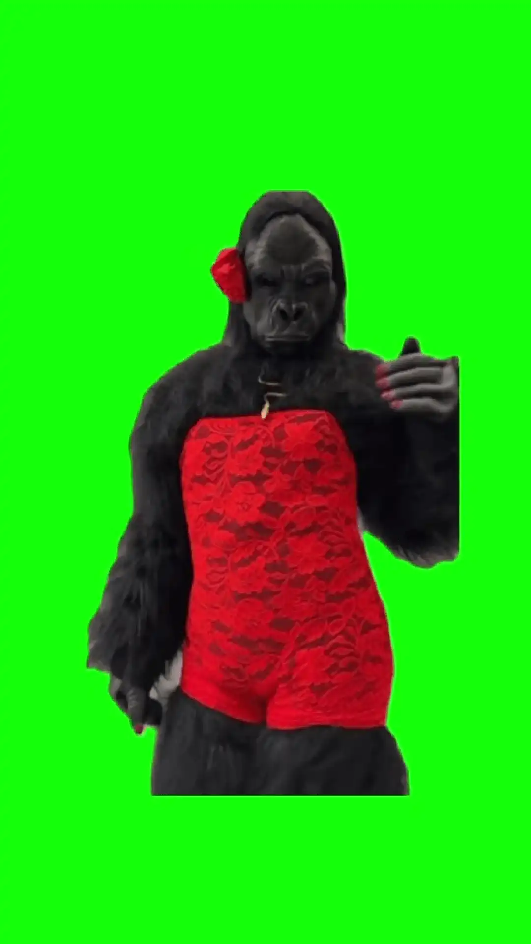 Gorilla in sexy outfit dance meme green screen