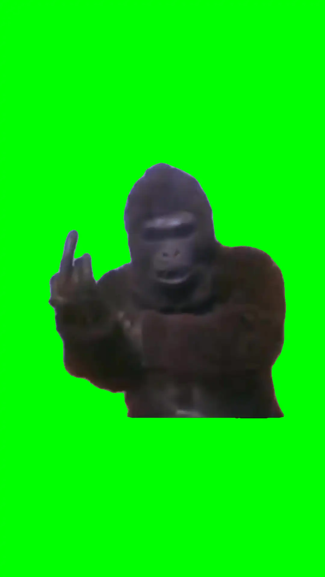 Gorilla showing the bird Meme Green Screen