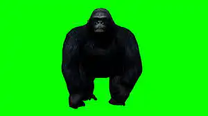 Gorilla Spinning Green Screen