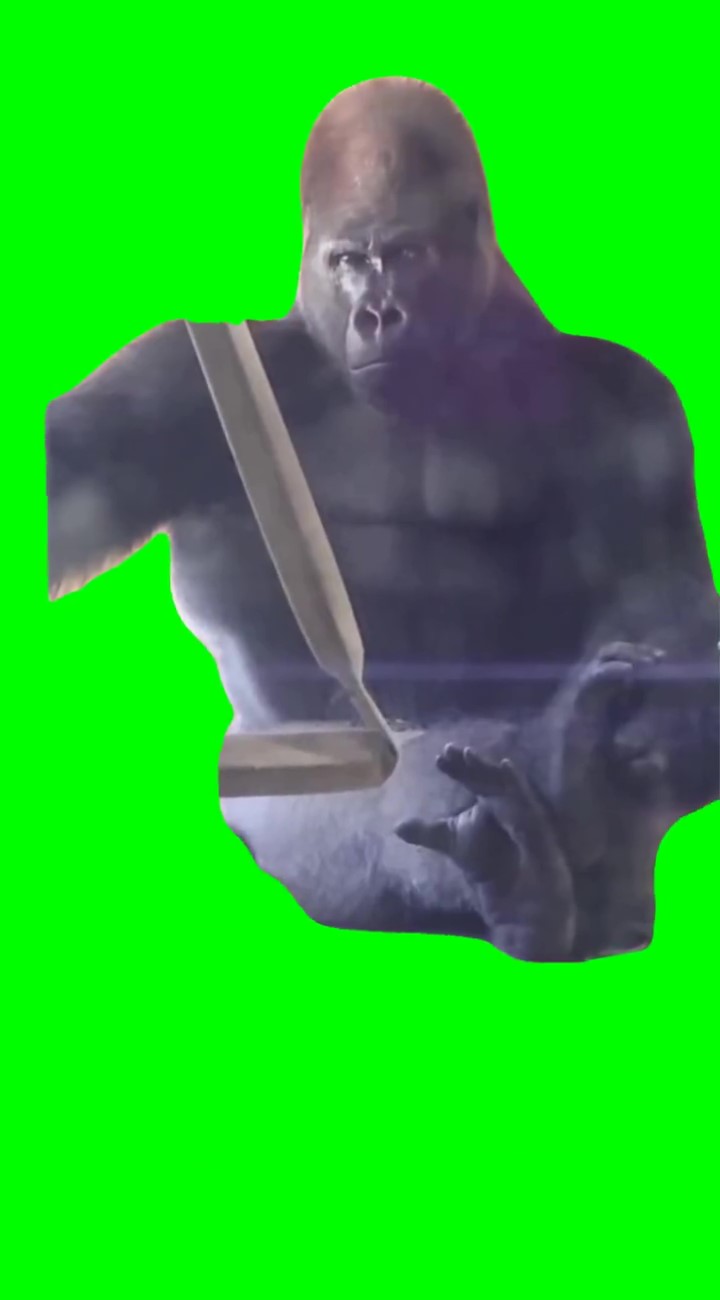 Gorilla thinking Green Screen