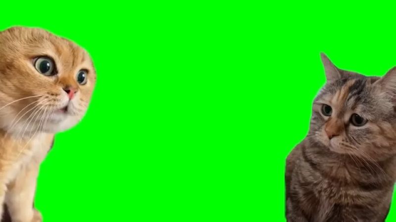 Green Screen Talking Cats Meme Template