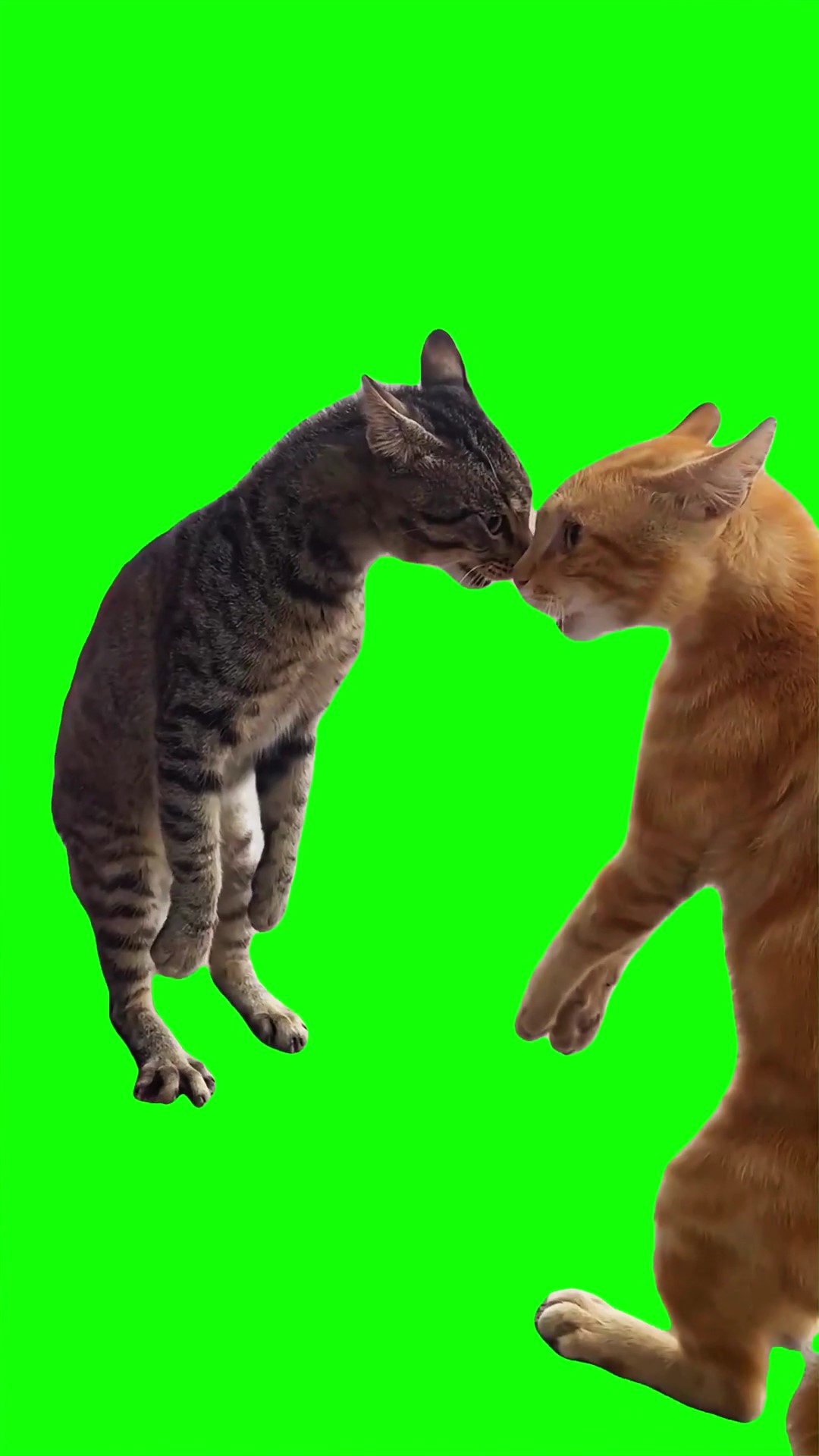 Grey and Ginger Cats arguing meme Green Screen
