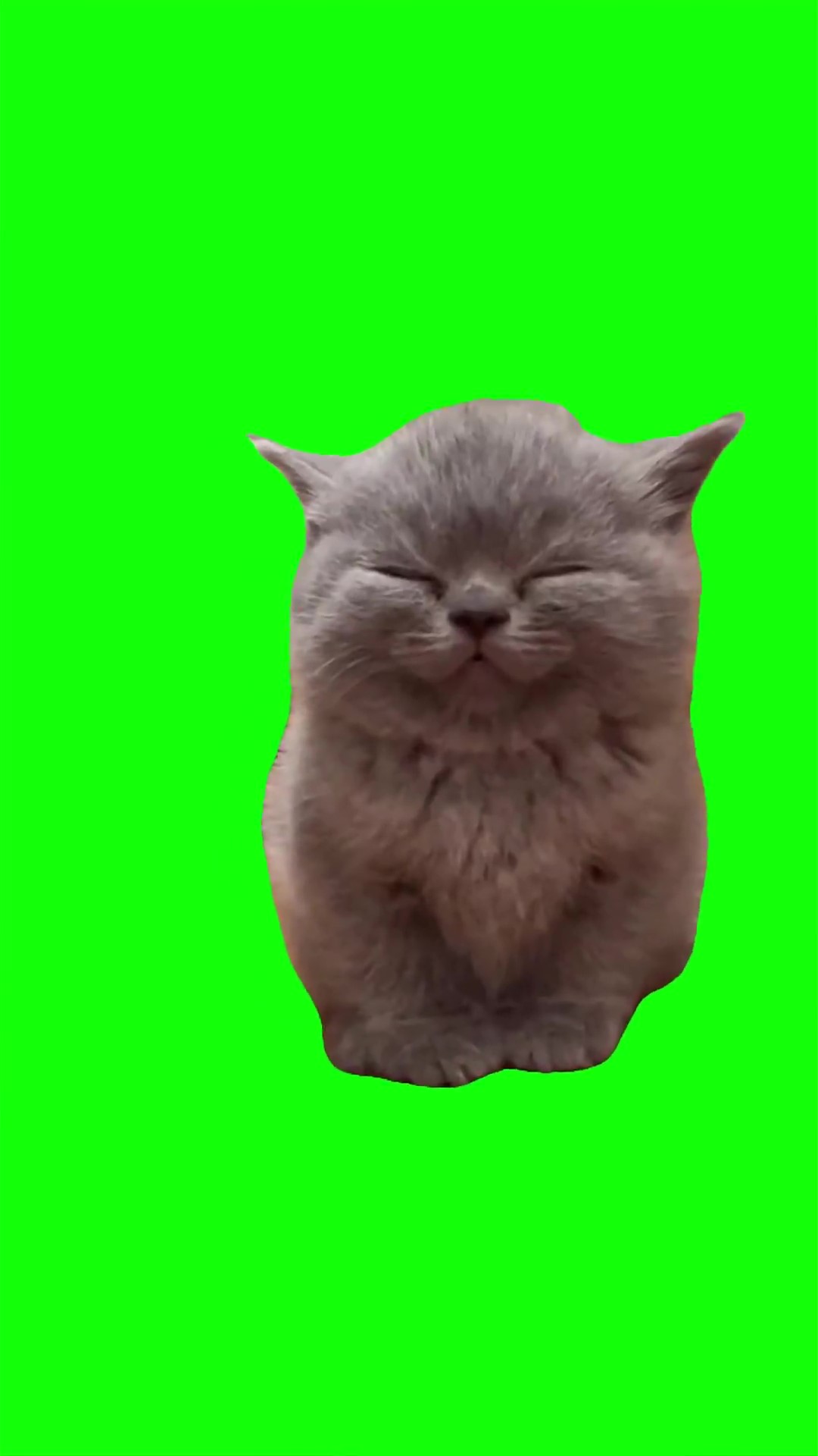 Grey kitten smiling Green Screen Meme