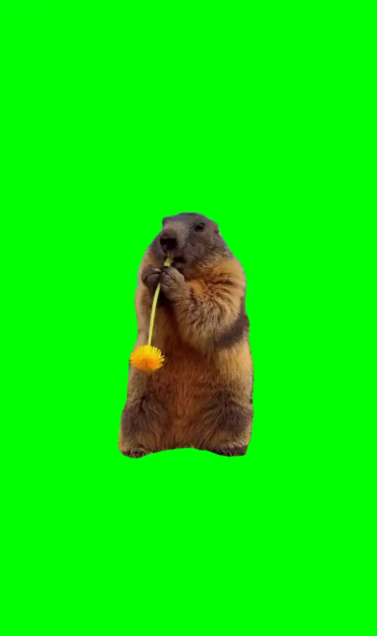 Groundhog eating Meme Green Screen
