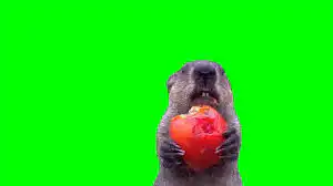 Groundhog Eating Stolen Crops Green Screen