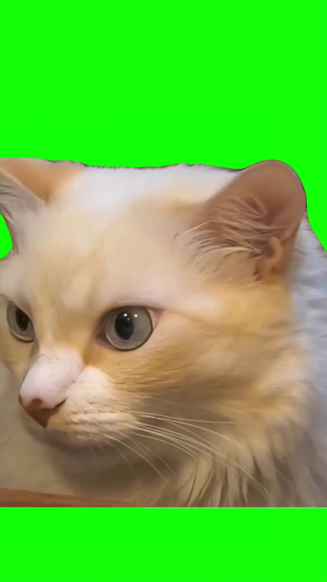 Grumpy cat looking around Green Screen Meme