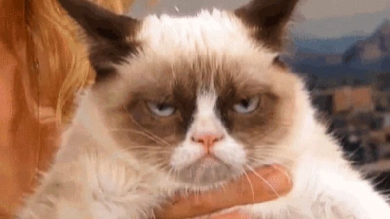 Grumpy Cat Meme Template