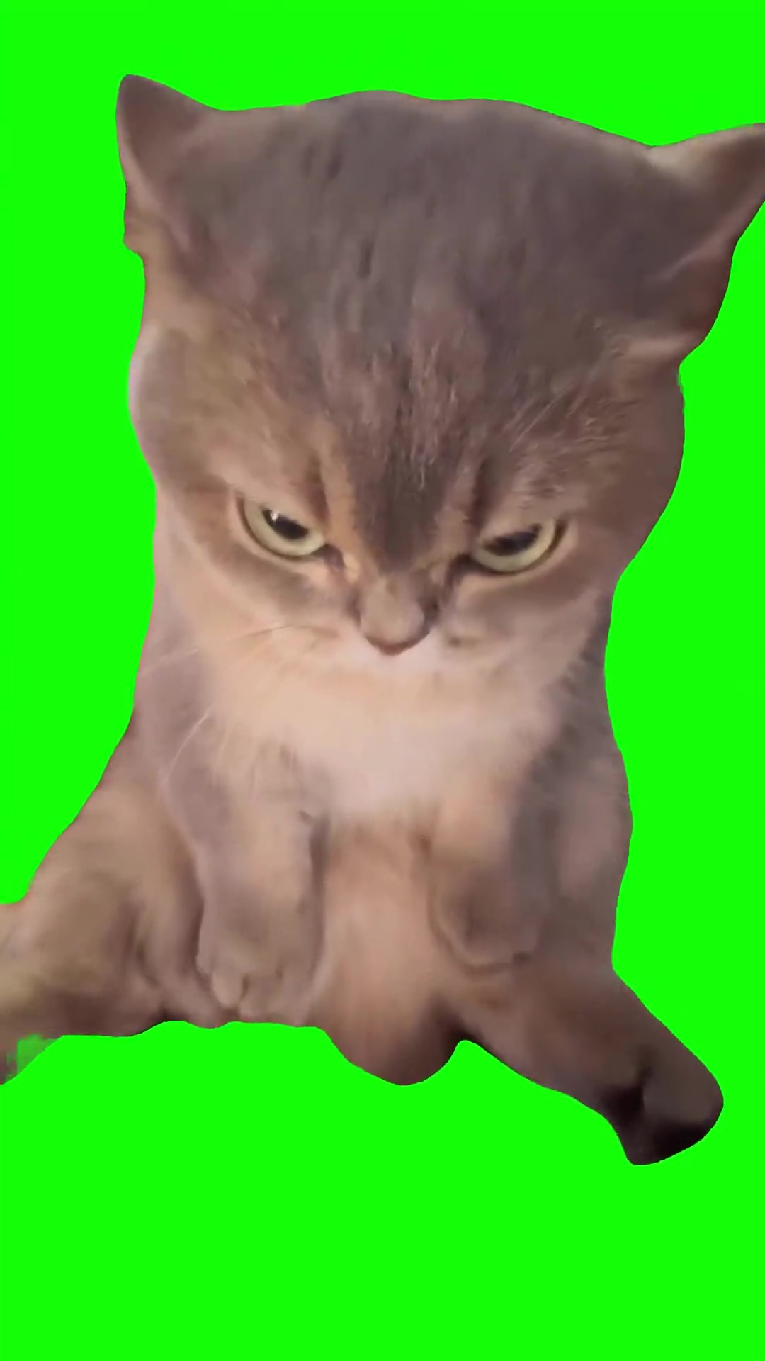 Grumpy cat sitting Green Screen Meme