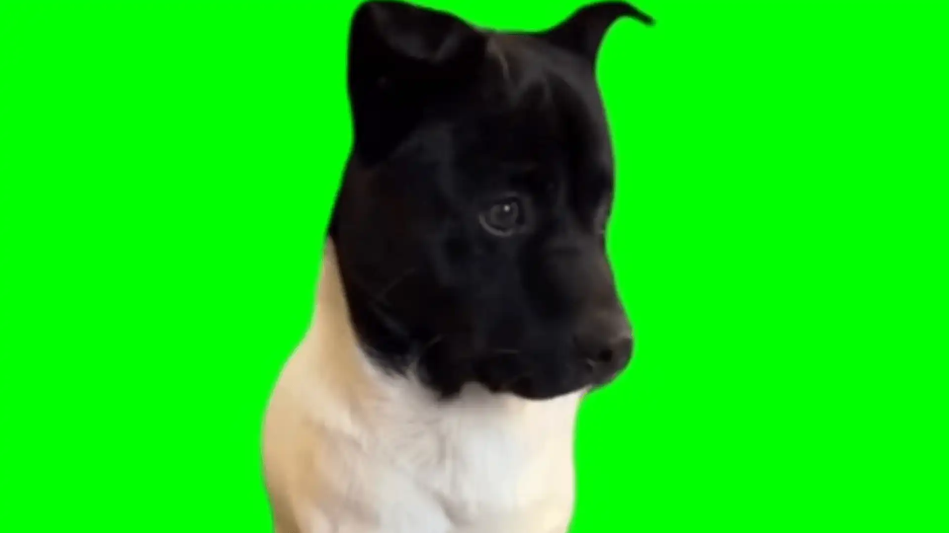 Guilty Look Puppy Green Screen Template