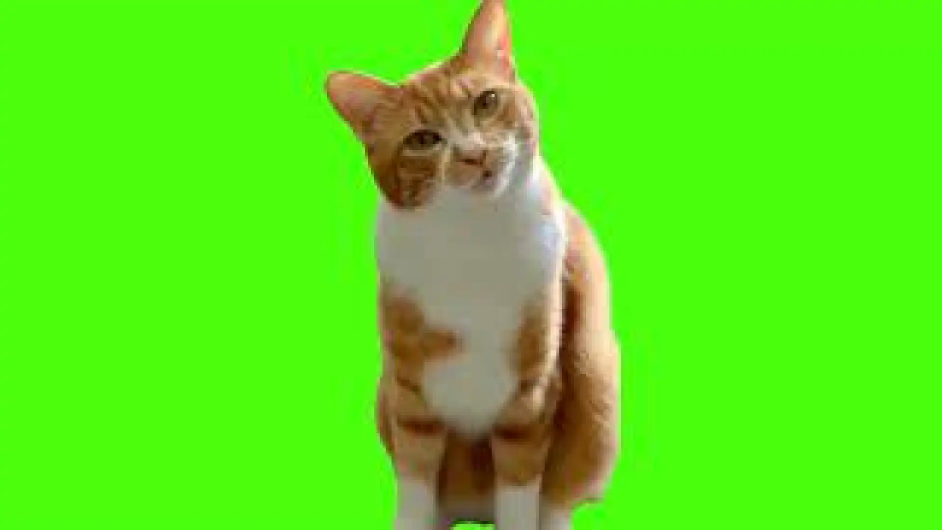 ha hee cat meme green screen