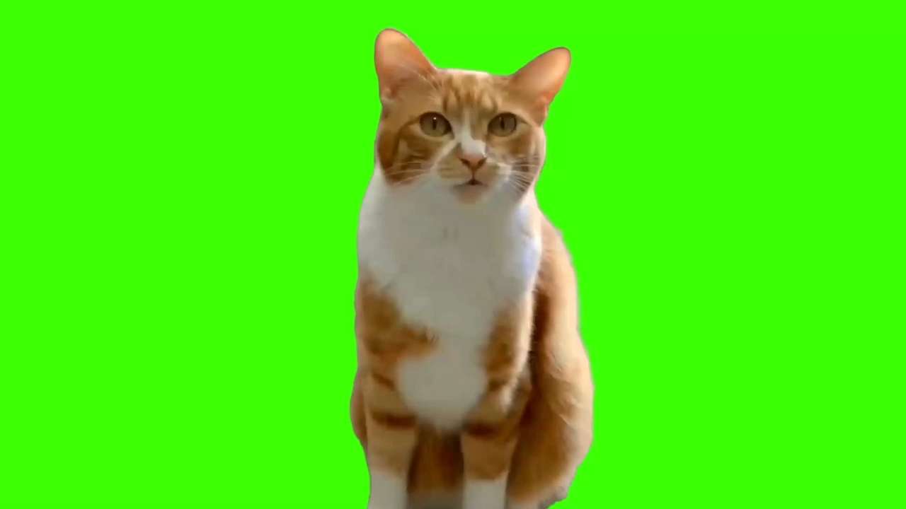 Ha Hee Cat Meme