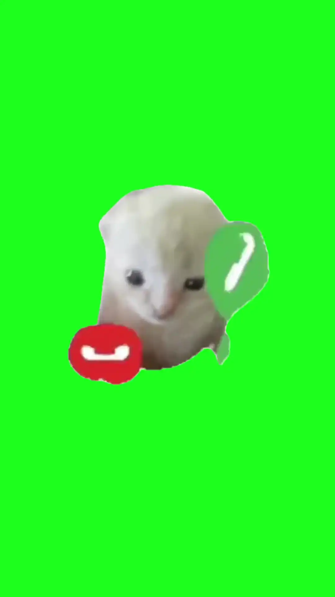 Hachimi Green Screen