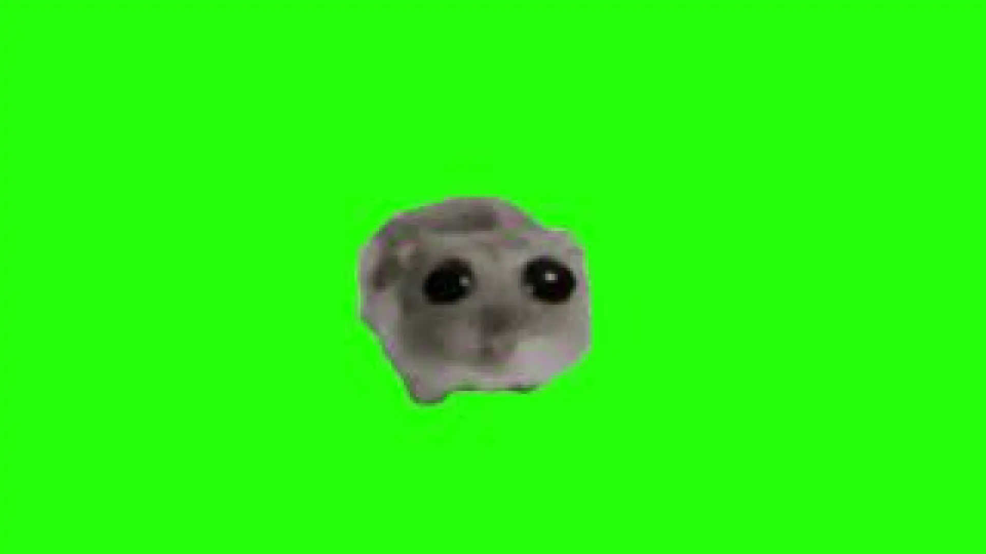 Hampter meme template green screen