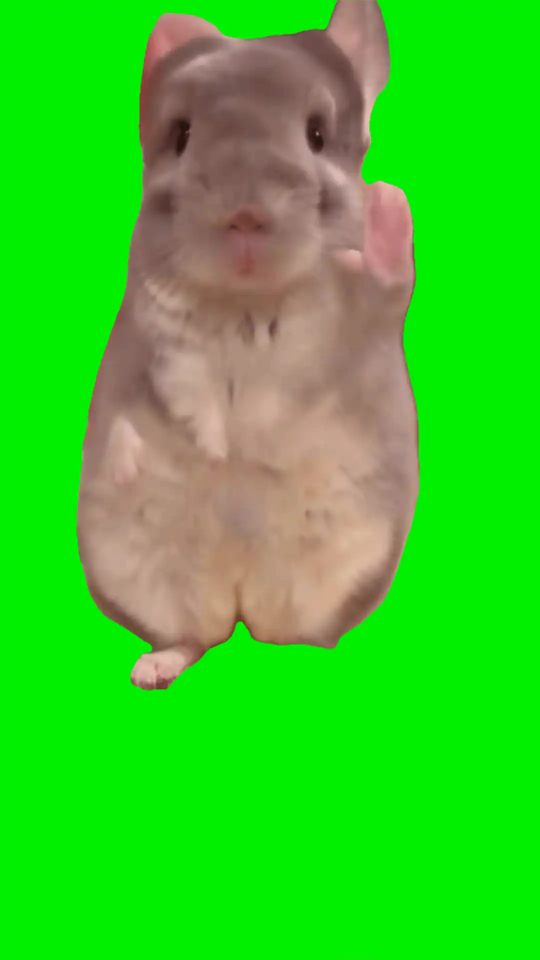 Hamster dancing green screen