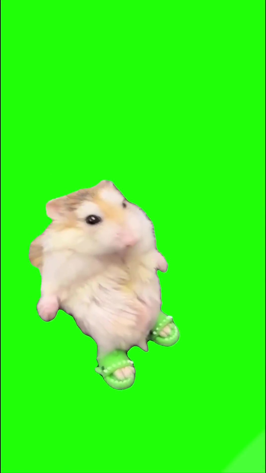 Hamster in flip flops falls Green Screen Meme