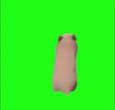 Hamster scared of touching Green Screen