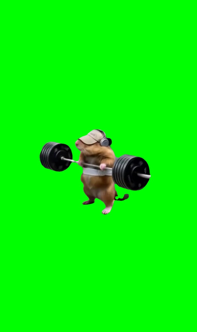 Hamster workibg out Meme Green Screen