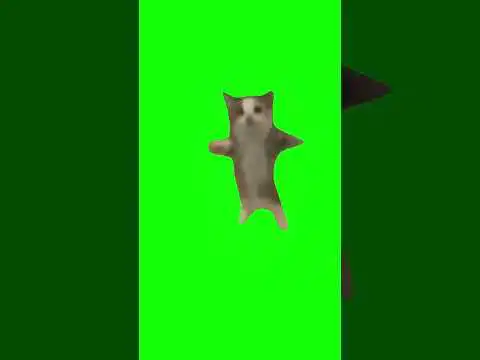 Happy cat jumping green screen