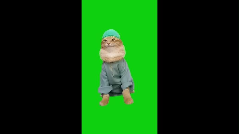 Happy Cat Meme Video