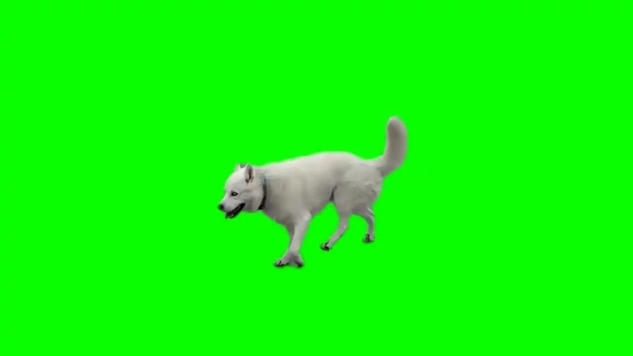 Happy Dog green screen
