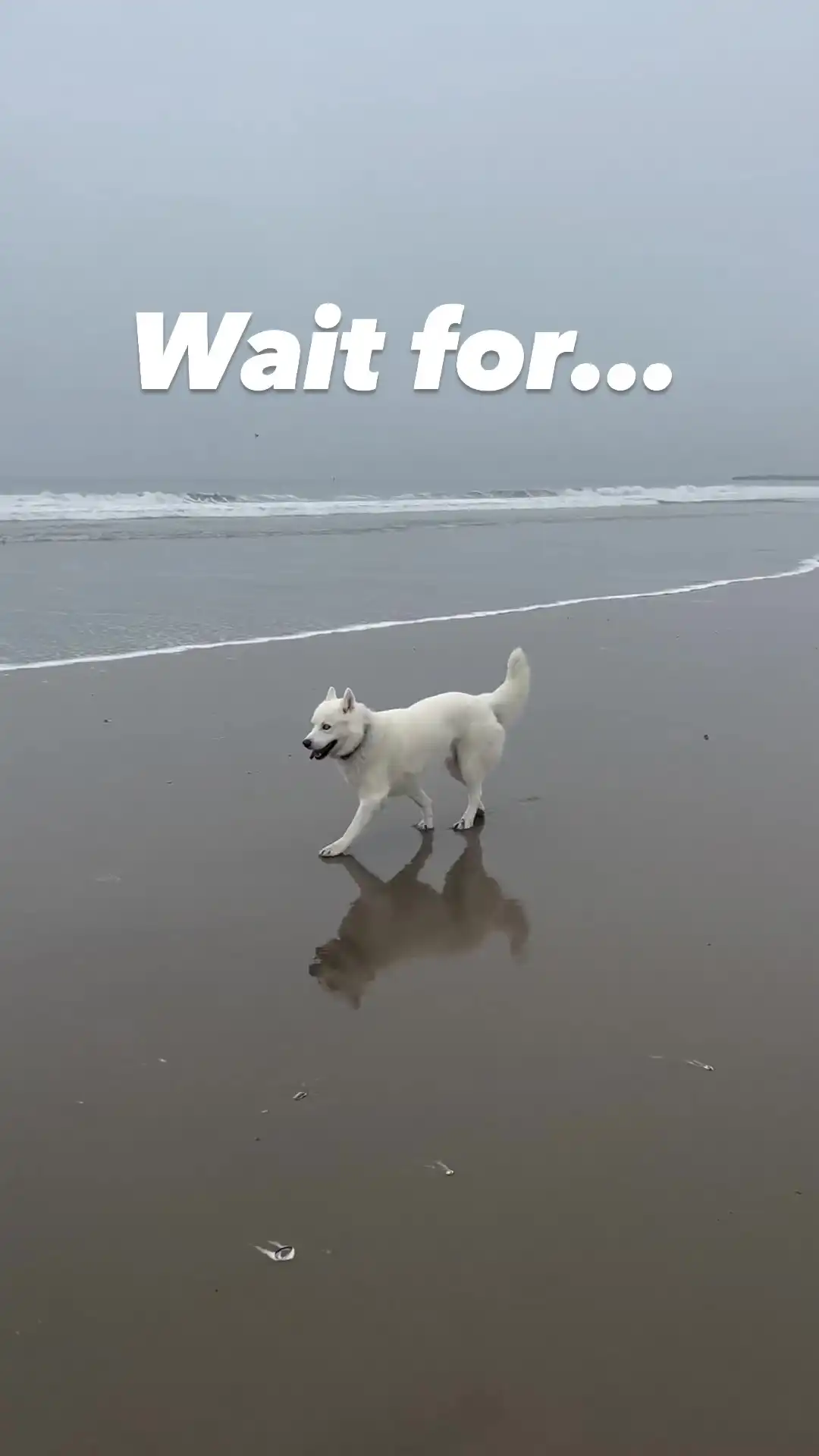 Happy Dog meme