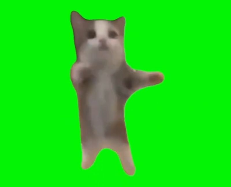 Happy Happy Happy Cat Meme Template Green Screen Memes