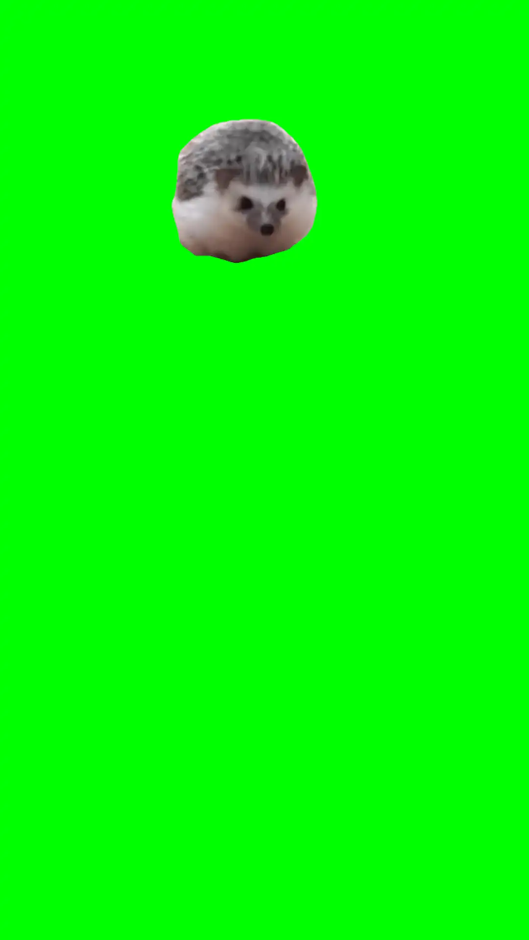 Hedgehog running green screen
