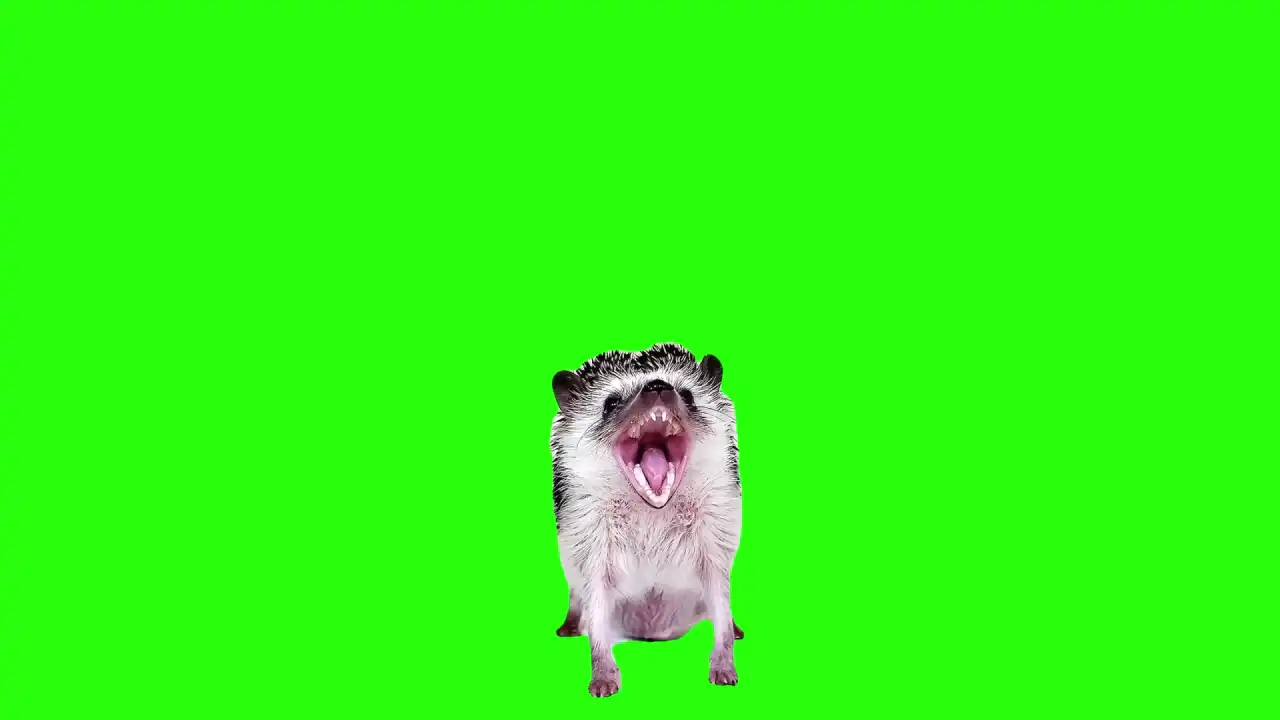 hedgehog screaming Green screen