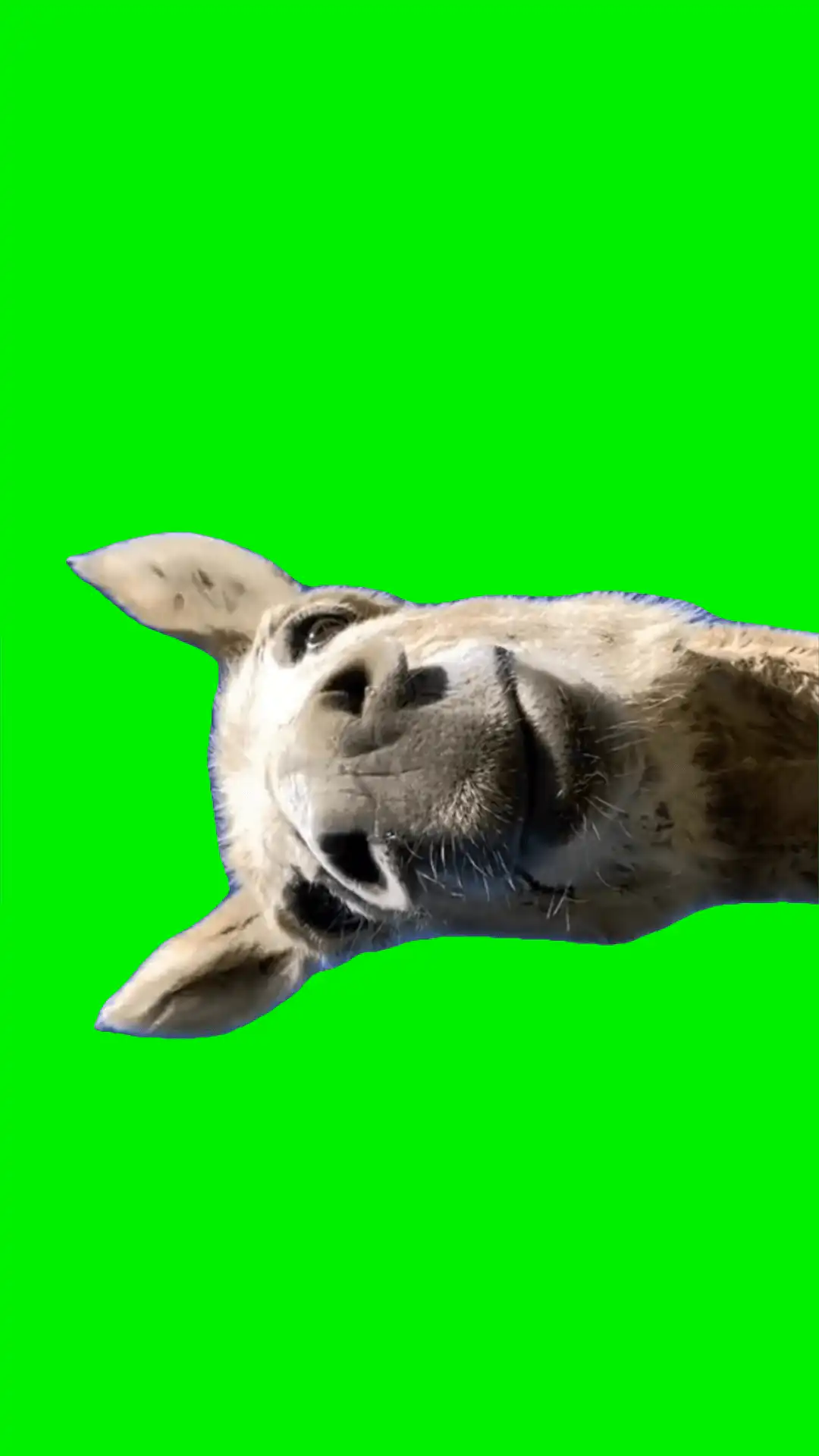 Hi good morning green screen