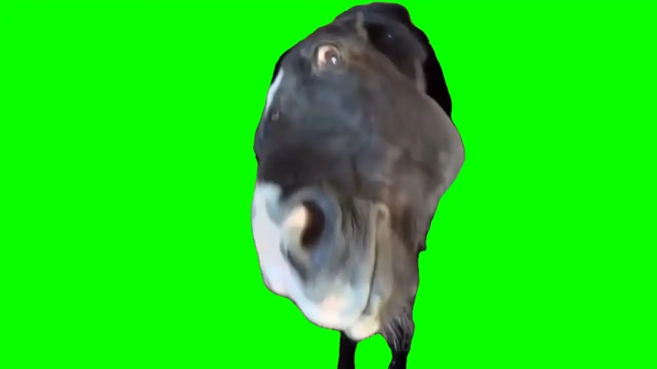 Horse side eye green screen
