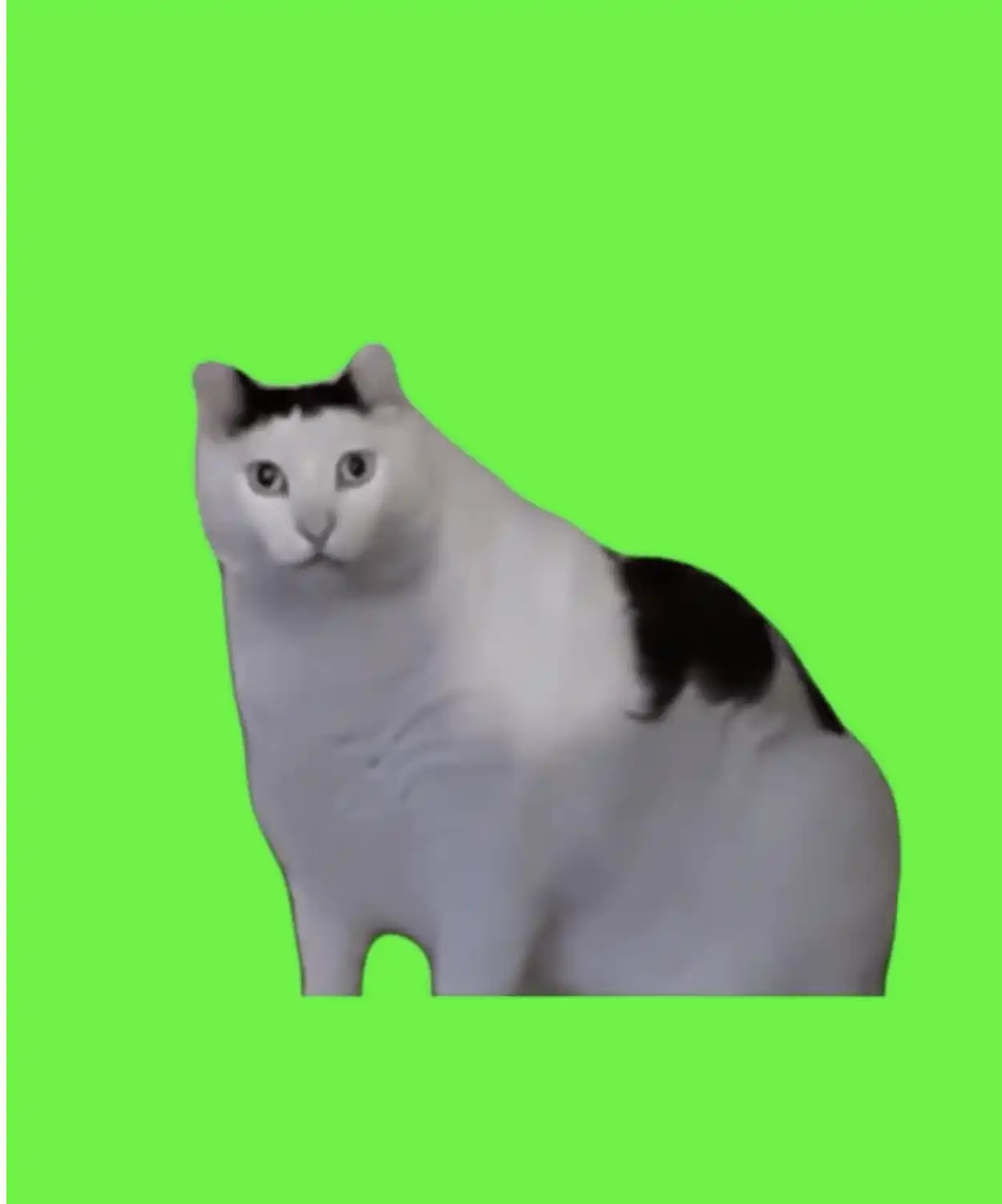Huh Cat Green Screen Meme