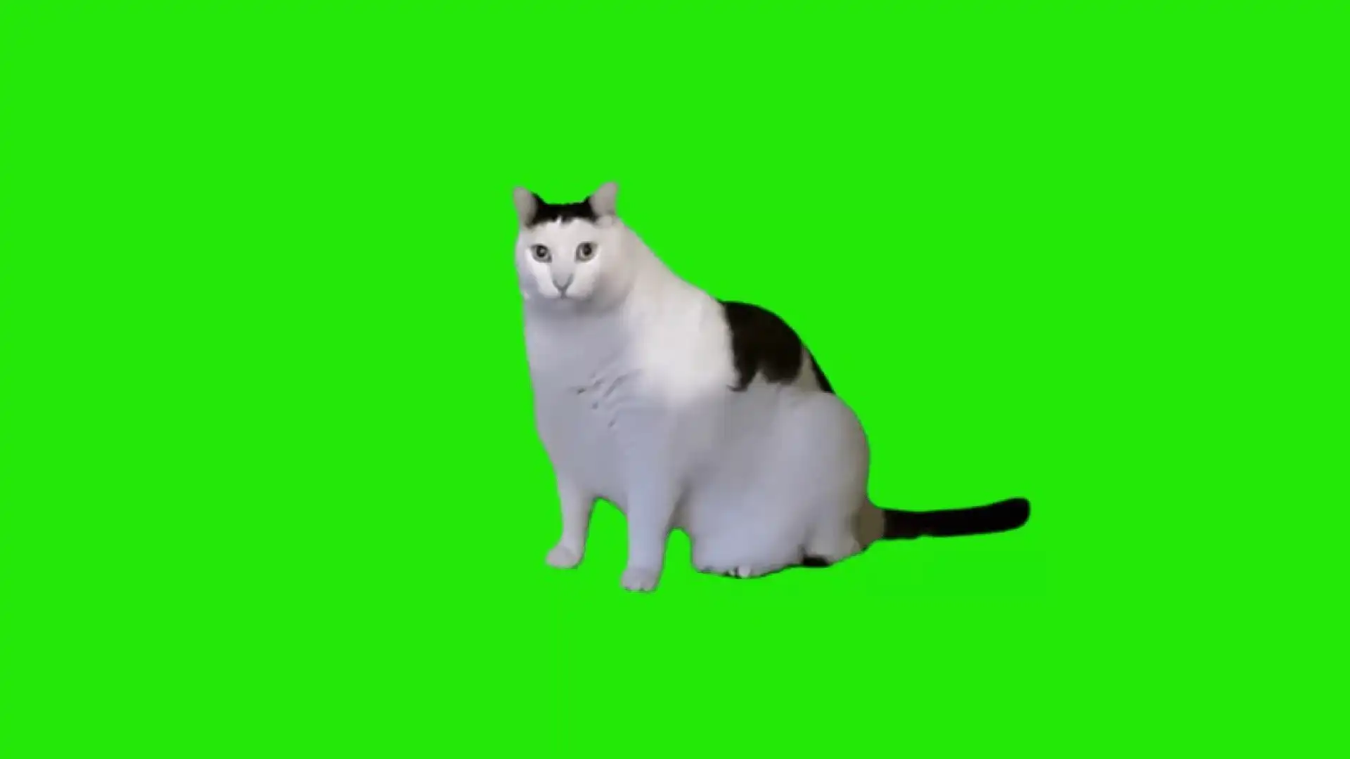 Huh cat meme green screen