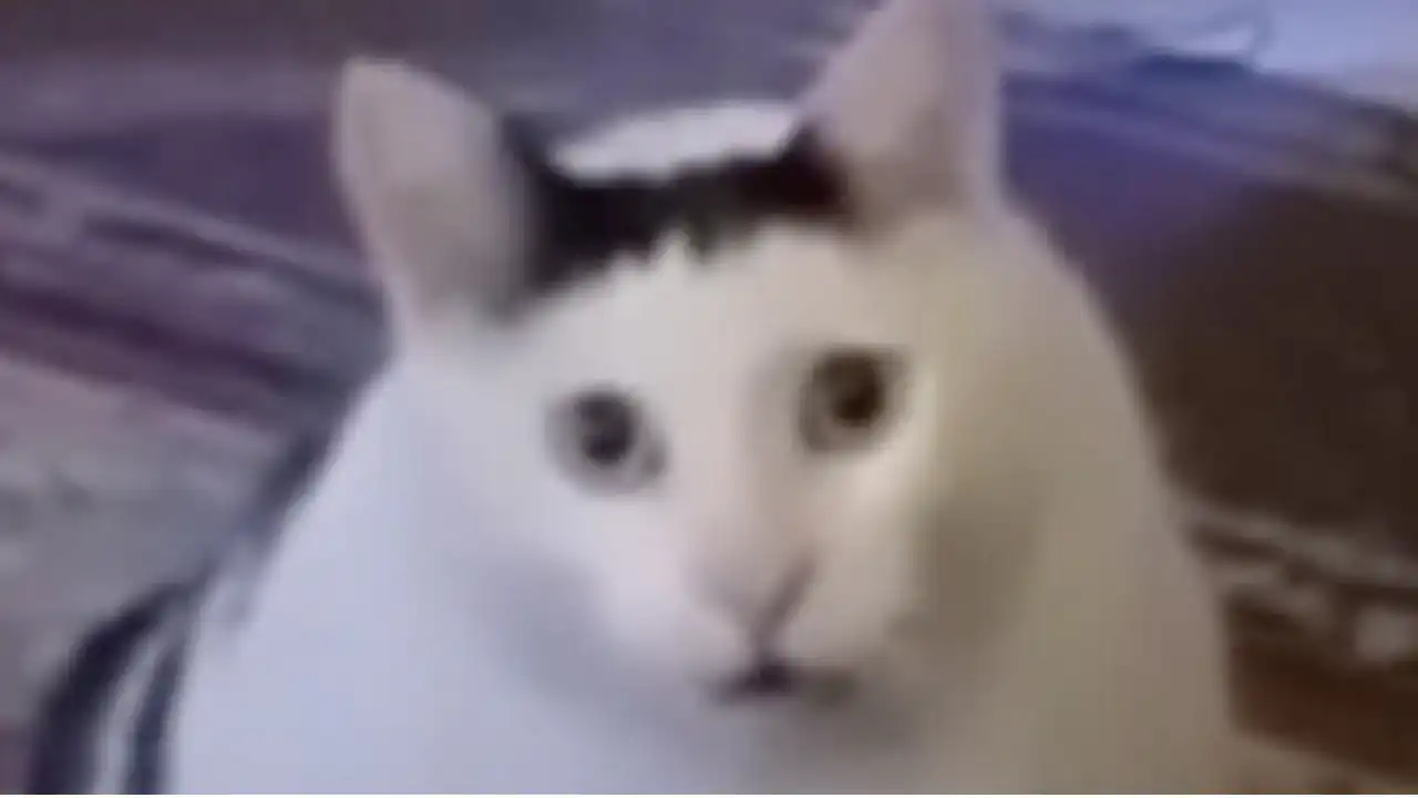 huh cat
