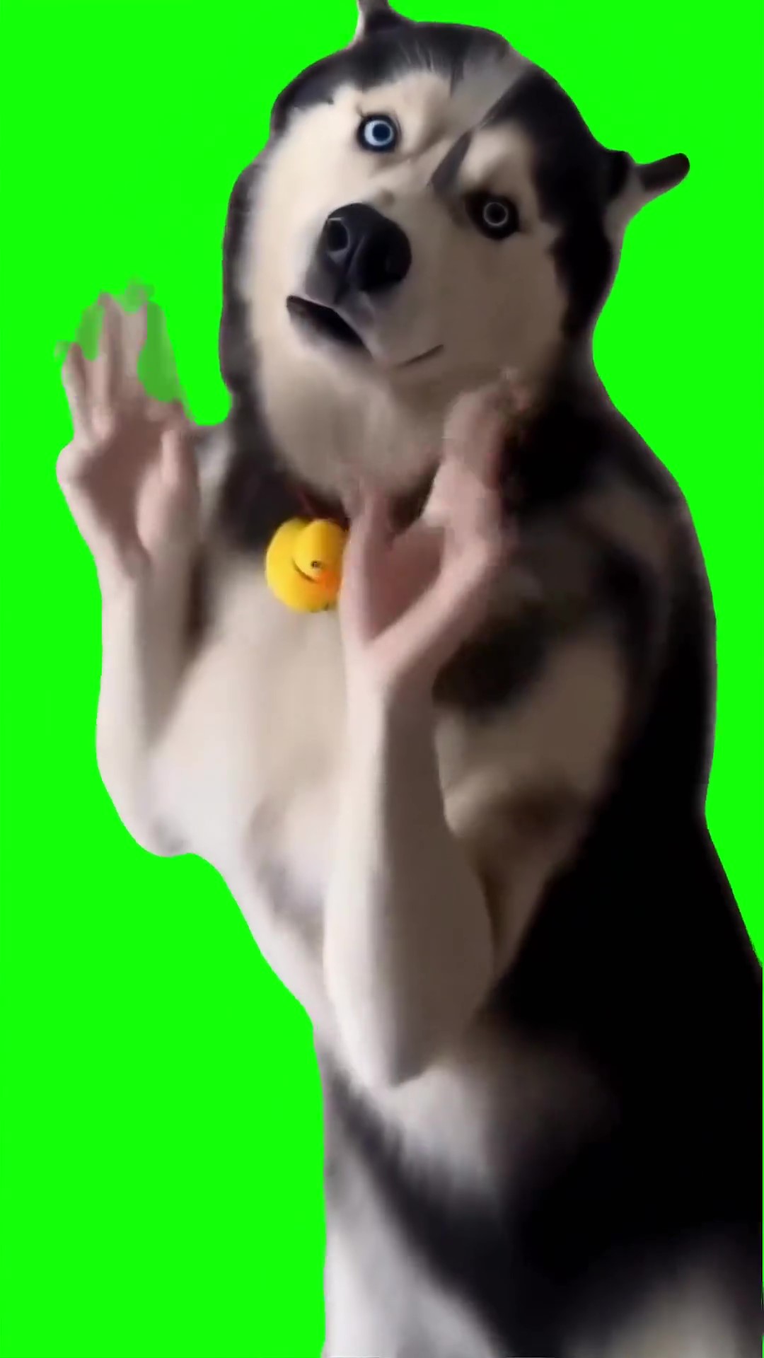 Husky Dancing Green Screen Meme